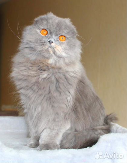 Шотландские дамы