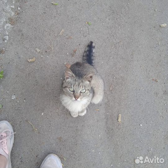 Миниатюрная кошка в добрые руки