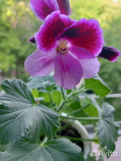 Пеларгония фиолетовая