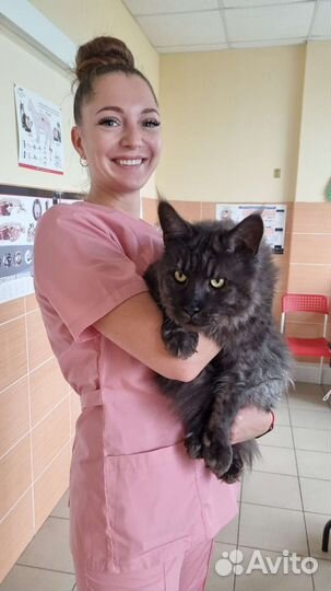 Ветеринарный врач онлайн, выезд на дом