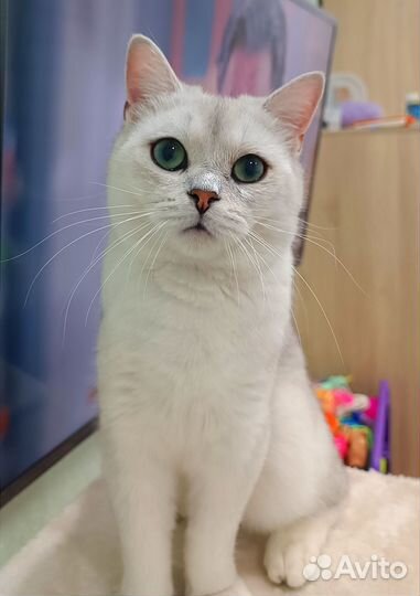 Шотландский кот на вязку