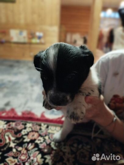 Щенки спаниеля