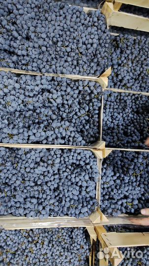 Виноград на вино