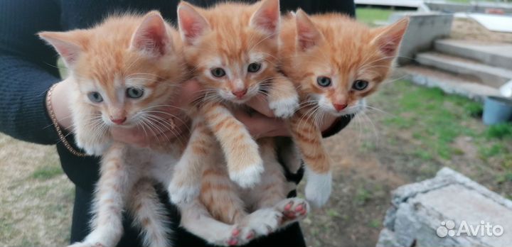 Котята рыжие