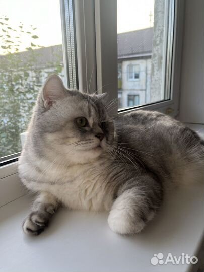 Шотландский кот на вязку