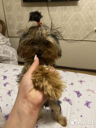 Йоркширский терьер девочка