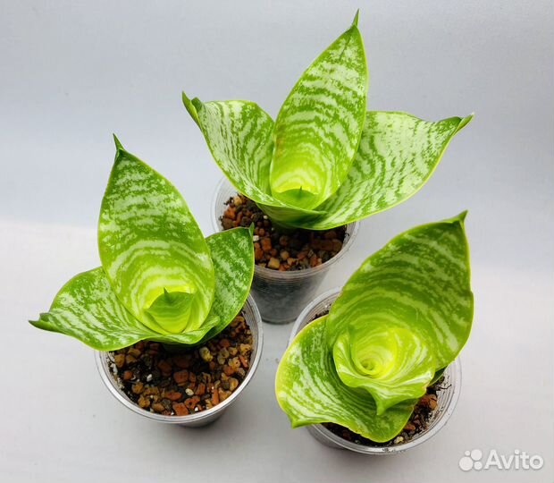 Сансевиерия сортовая