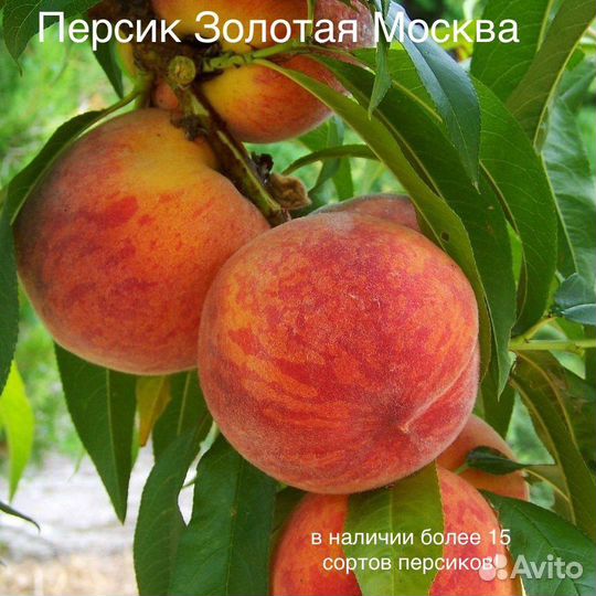 Саженцы плодовых деревьев на полукарликовом подвое