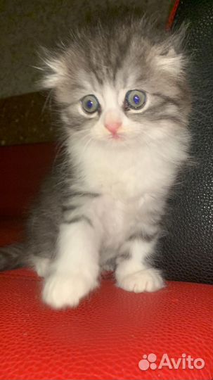 Кошка в дар бесплатно