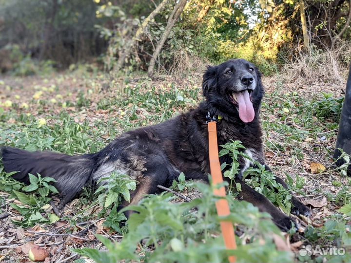 Собака супер в дар