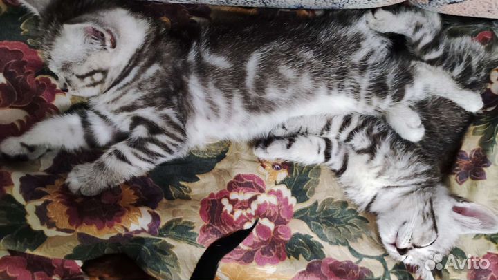 Шотландские красивые котята