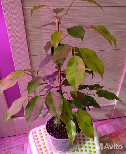 Фикусы разные