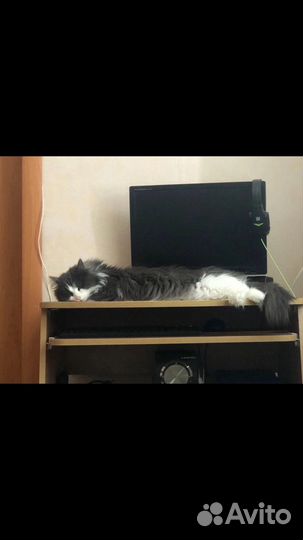 Отдаем кошку в добрые руки