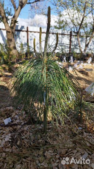 Сосна гималайская