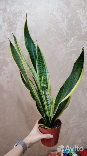 Сансевиерия