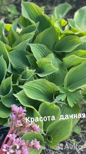 Хоста