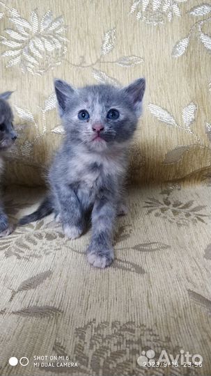 Котята в добрые руки бесплатно