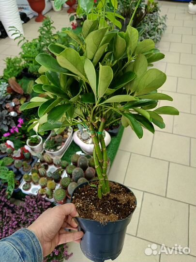 Комнатные растения