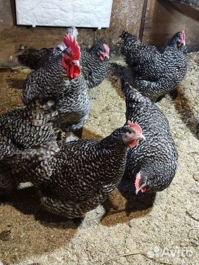 Инкубационное яйцо и цыплята