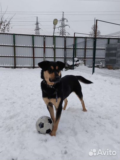Собачки приюта Некрасовка ждут гостей
