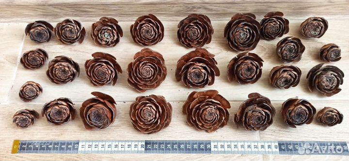 Шишки, гималайский кедр, амбровое дерево, магнолия