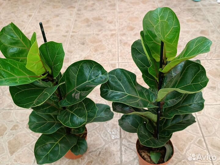 Фикусы ассорти