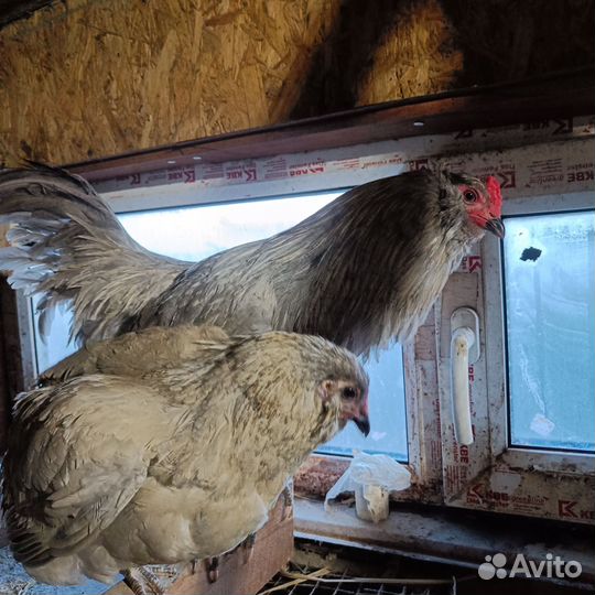 Инкубационное яйцо виандот,амераукан, лакеданзи