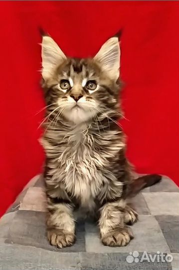 Котята мейн-кун