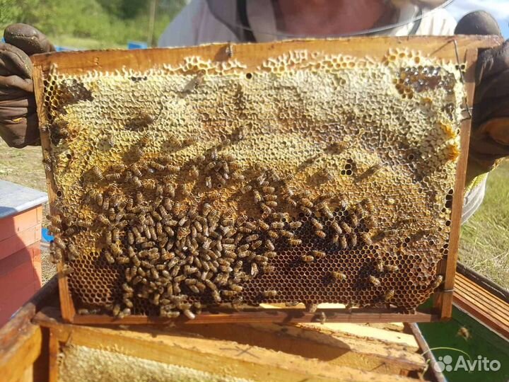 Мед гречишный