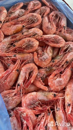Креветка магаданская