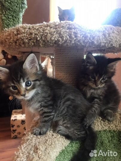 Настоящие котята Мейн-Кун