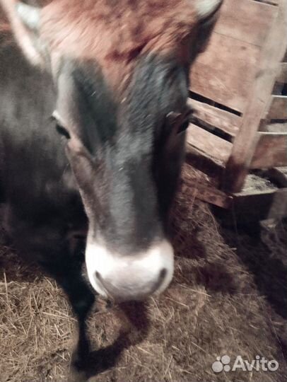 Сельхоз животные