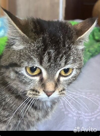 Отдам бесплатно котенка