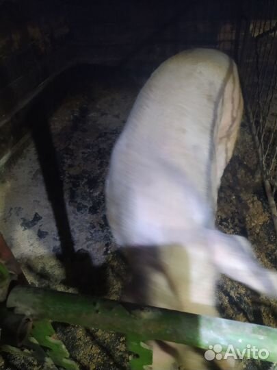 Продажа семя хряка