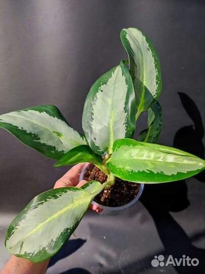 Аглаонема Сильвер Блю - Silver Blue