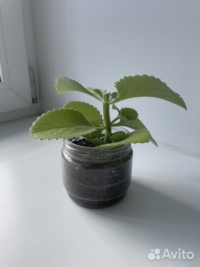 Декоративная мята