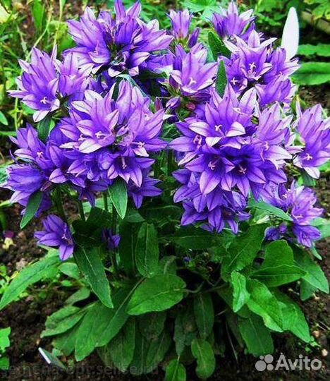 Многолетники