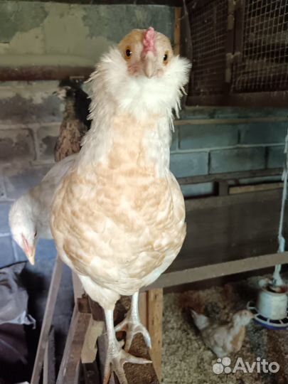 Молодые петушки