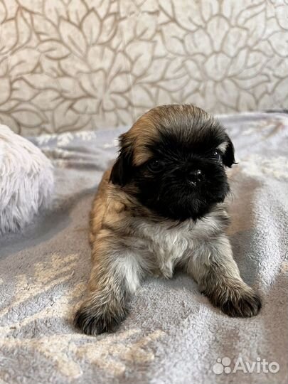 Щенки пекинеса