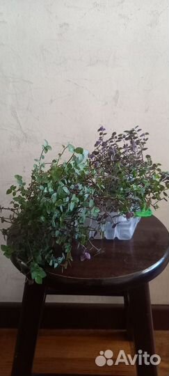 Пеперомия, брейния, каллизия, сеткреазия