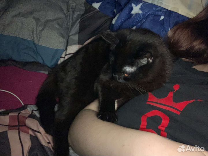 Кошка в дар бесплатно