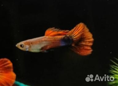 Рыба гуппи