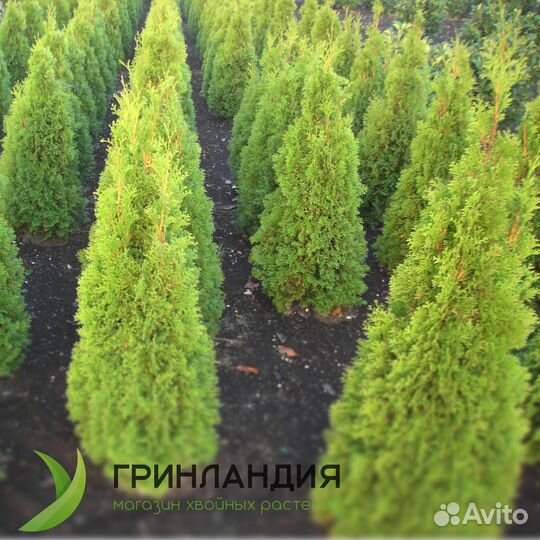 Туя даника с гарантией приживаемости