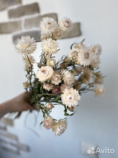 Гелихризум, сухоцвет