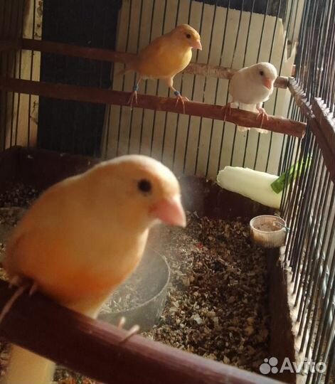 Продаются декоративные птицы:канарейки и амадины
