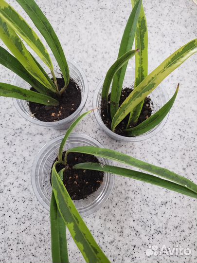 Фикусы разные