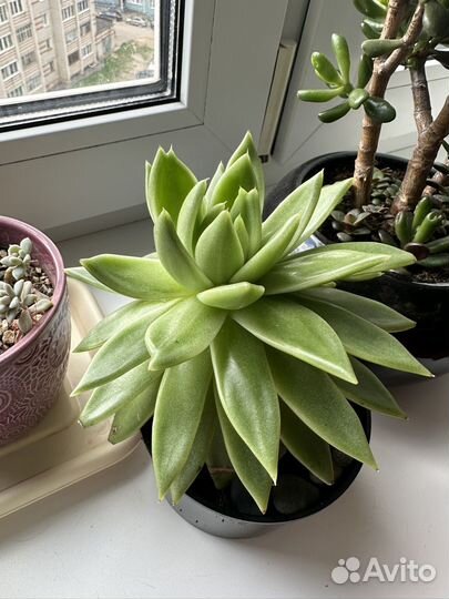 Эхеверия агавовидная