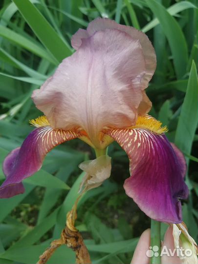 Ирис бородатый