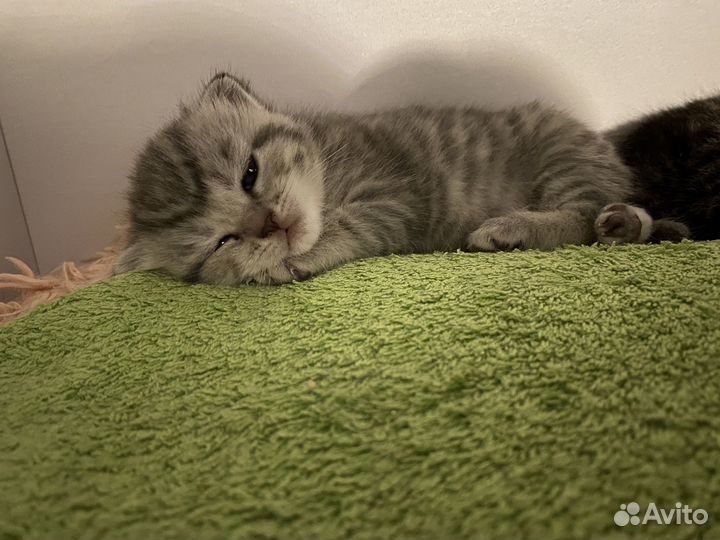 Шотландские котята