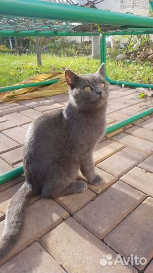 Кошки бесплатно